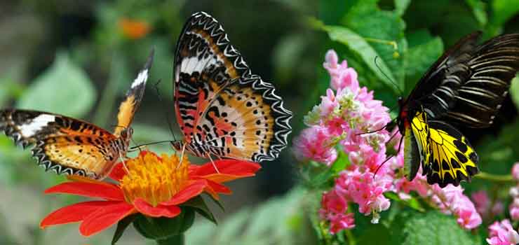 Phuket Butterfly Garden 