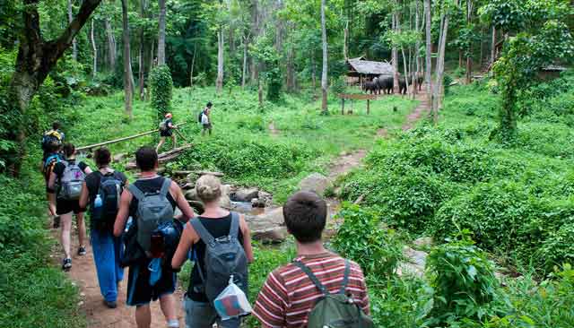 Jungle Trekking