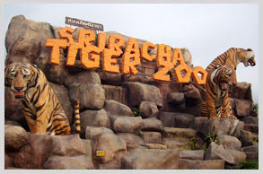 sriracha-tiger-zoo